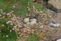 Birsay - eider nest